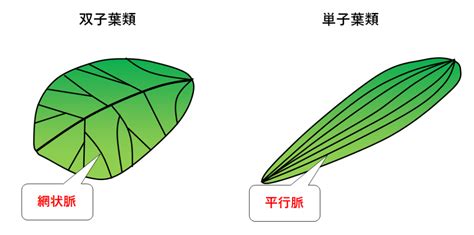 網狀脈平行脈差別|植物知多少